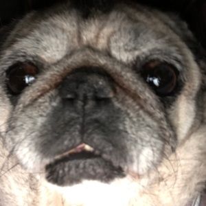 Meet your Posher, Riley